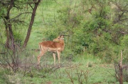 impala (11)